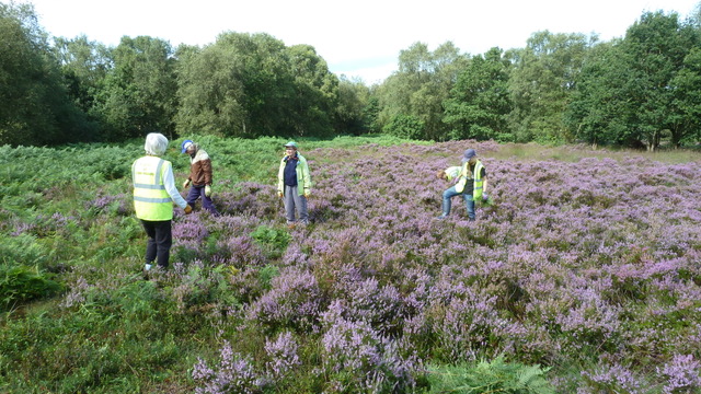 Friends of Adel Woods